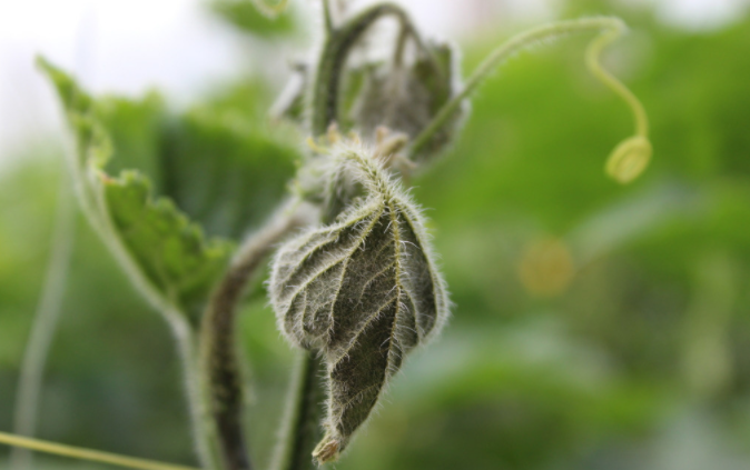 用病毒檢測儀為植物查明“病因”（植物病害檢測儀可以檢測哪些？）