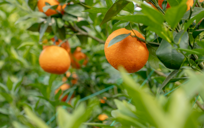 土壤氮磷鉀分析儀能檢測土壤哪些成分？（土壤氮磷鉀養(yǎng)分檢測儀是安卓智能操作系統(tǒng)）