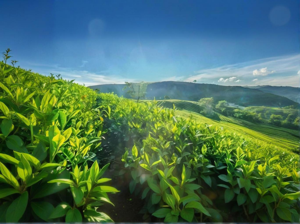 荼葉生產(chǎn)地配置了萊恩德農(nóng)藥殘留檢測儀，提升茶葉銷售市場